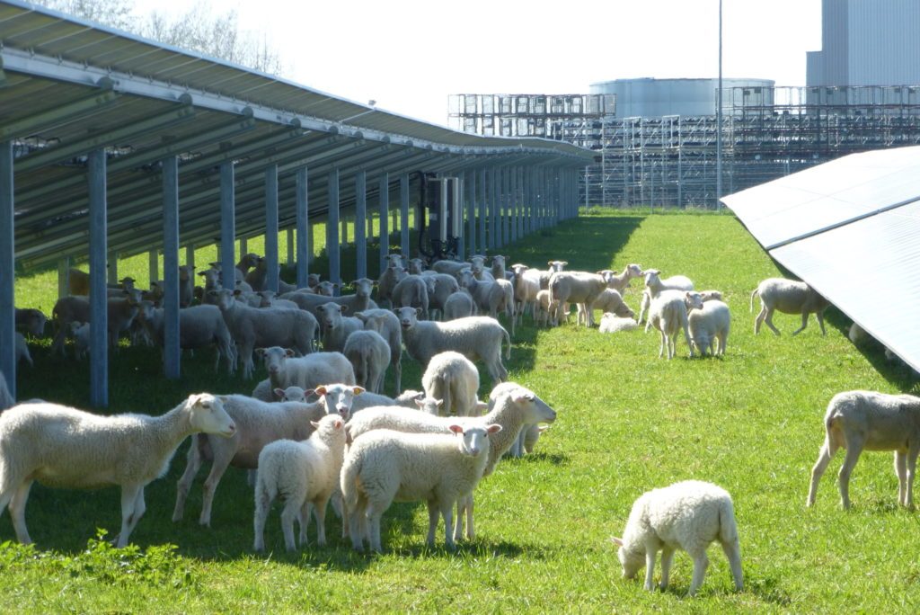 EGIS eG, PV-Anlage Meerane, Sachsen